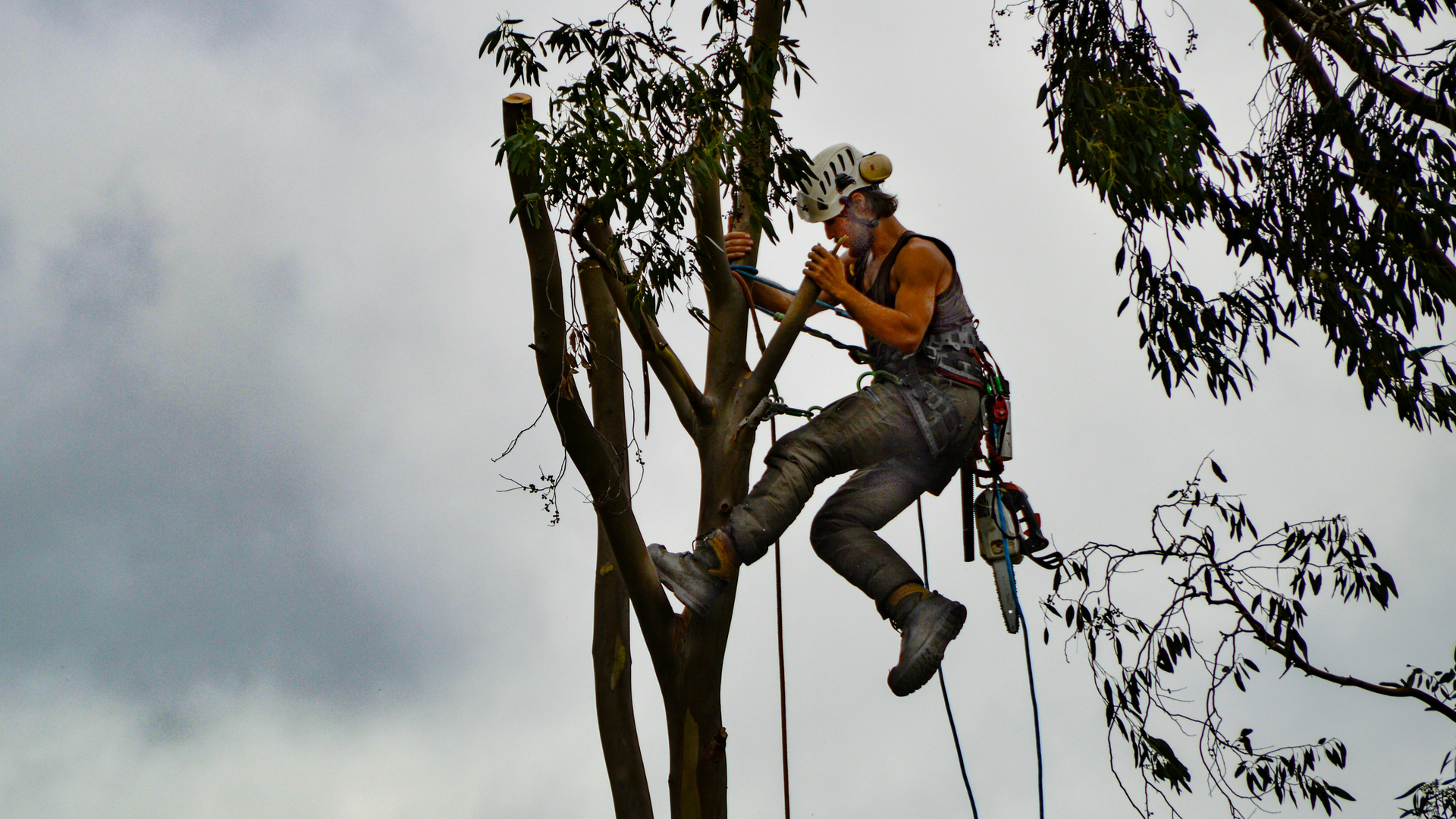 Mastering Chainsaw Safety