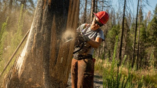 Chainsaw Safety