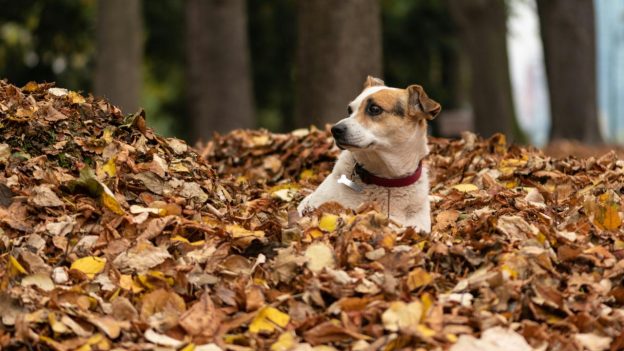 How to Use Leaf Blower